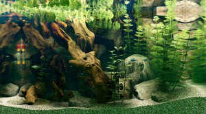 Amazon breeding tank